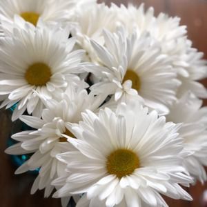 Meet your Posher, Marie